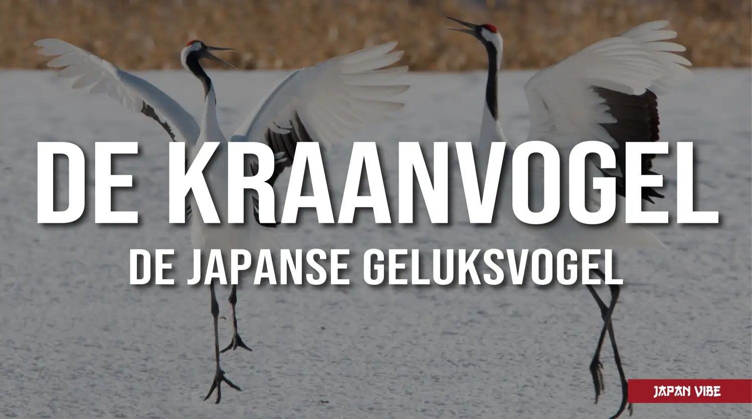 Japanse kraanvogel