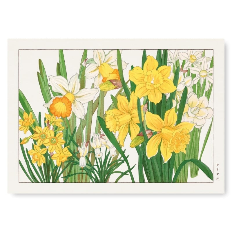 Japanse Prent - Narcis Bloem A3