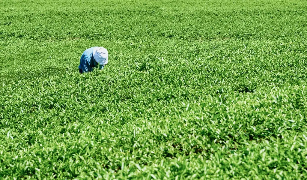 thee cultuur in japan