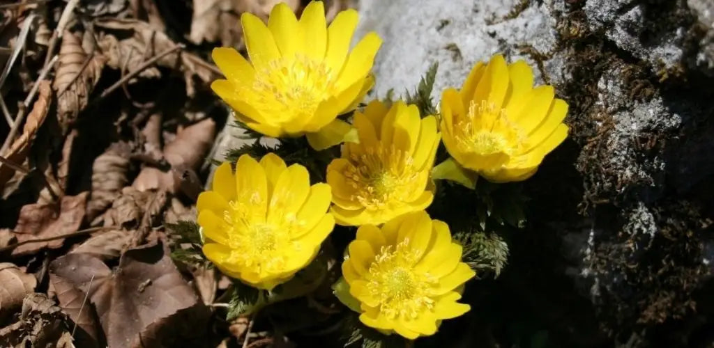 adonis ramosa, bloem van geluk
