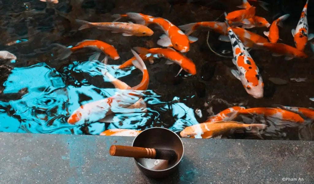 koi karper vijver