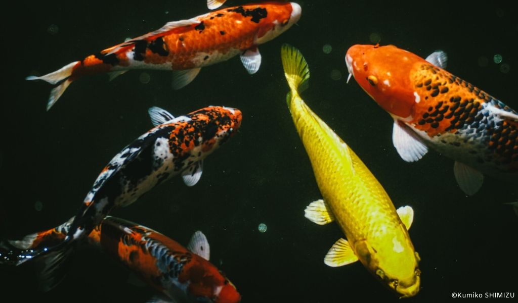 koi karper