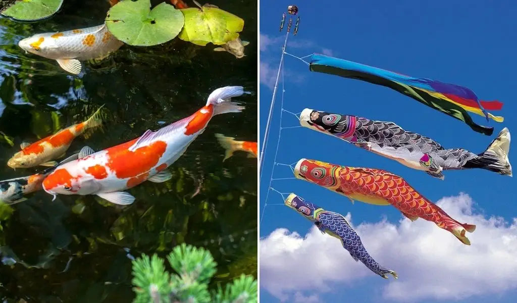 koi karper