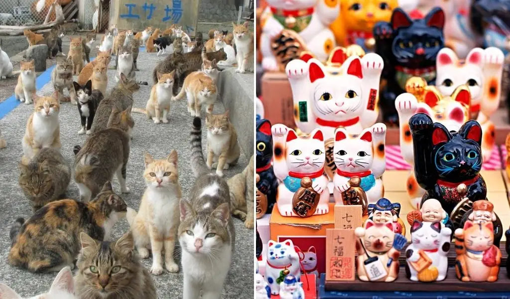 kat in japan