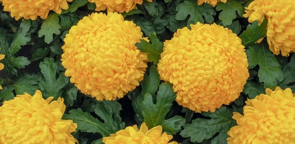 Japanse chrysant, keizerlijke bloem