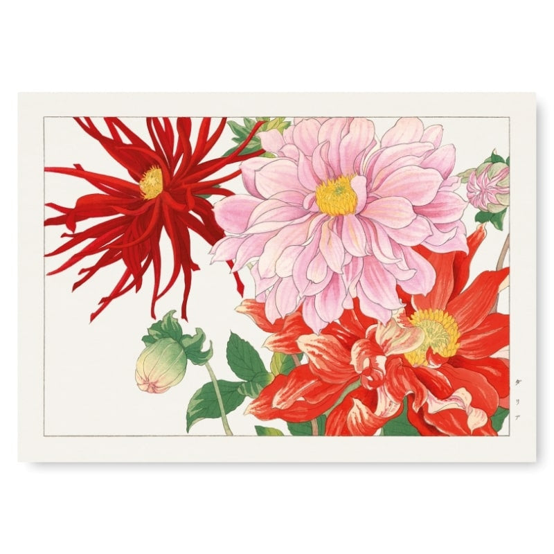 Japanse Dahlia Bloemen Print - A3