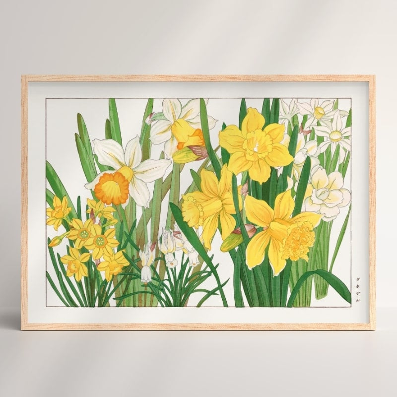 Japanse narcisbloem print - A3