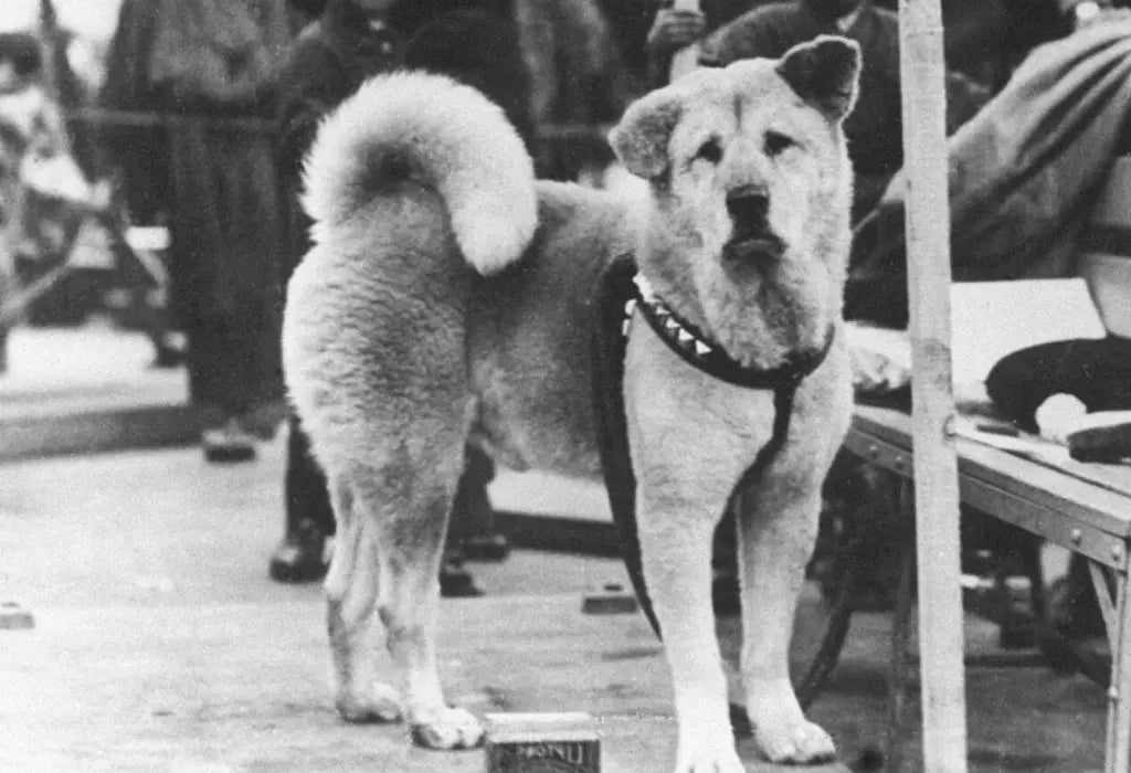 Hachiko de trouwe hond