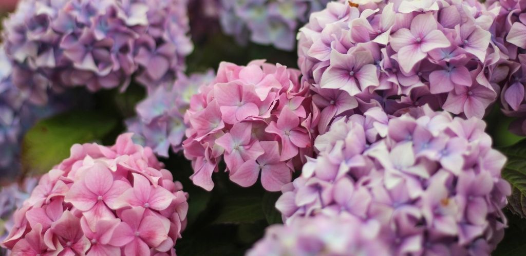 hortensia, duurzame band
