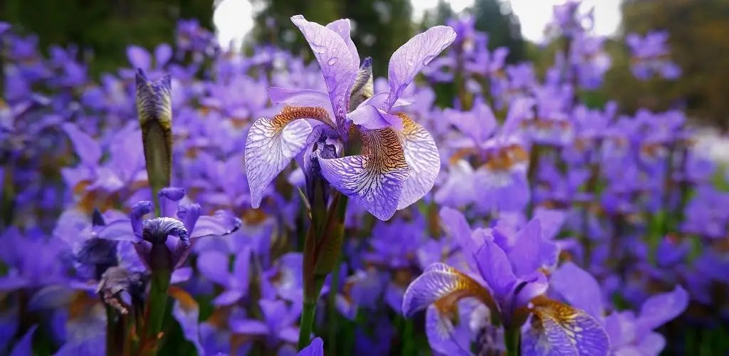 iris, bloem van goed nieuws