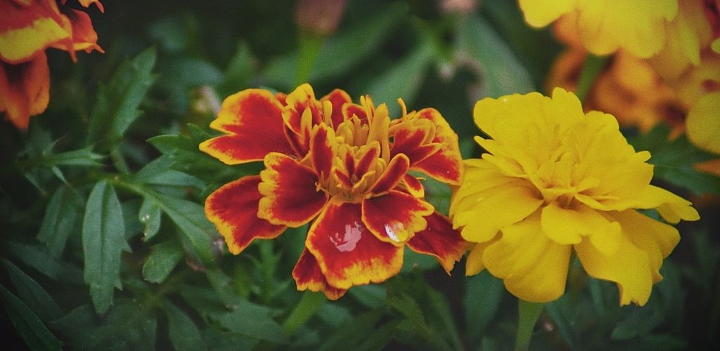 anjer, bloem van moederliefde