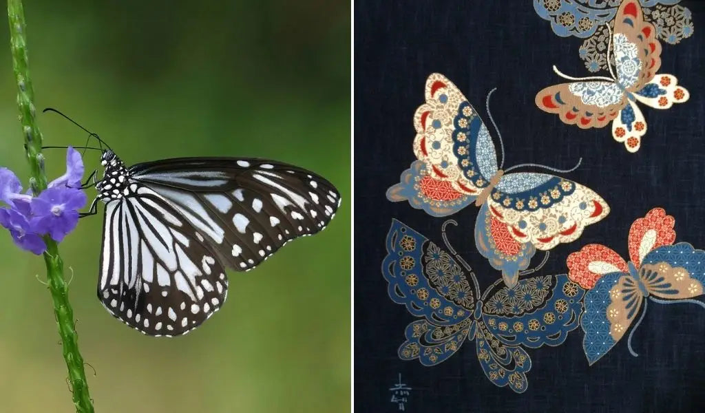 vlinder in japan