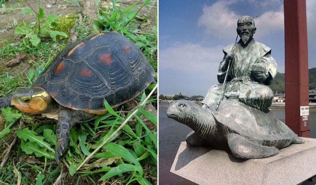 schildpad in japan